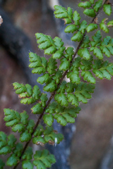 Cheilanthes hirta nemorosa