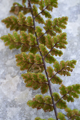 Cheilanthes hirta nemorosa