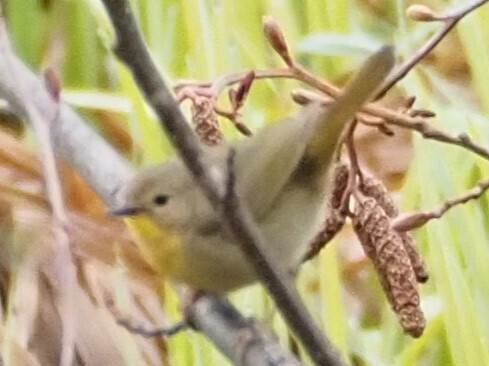 Common Yellowthroat
