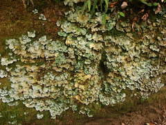 Cora glabrata