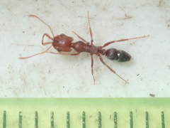Anochetus levaillanti