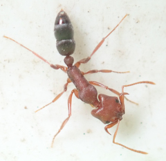 Anochetus levaillanti