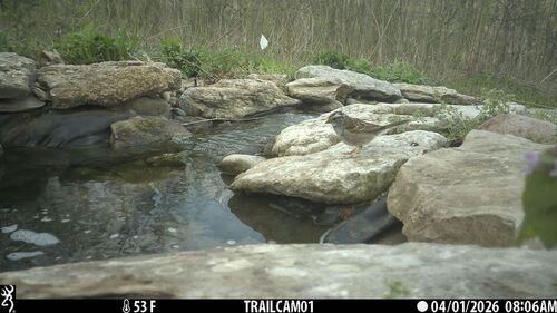 White-throated Sparrow photographed in Kentucky