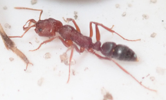Anochetus levaillanti