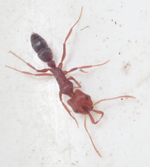 Anochetus levaillanti