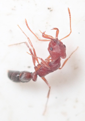 Anochetus levaillanti