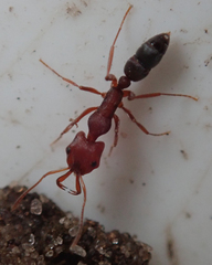 Anochetus levaillanti