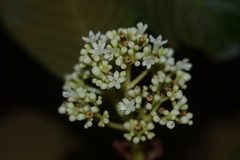Psychotria truncata