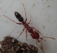Anochetus levaillanti