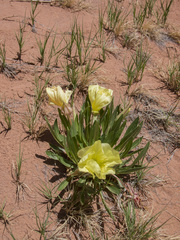 Oenothera howardii