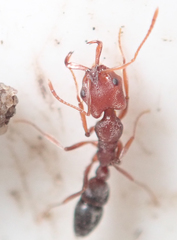 Anochetus levaillanti