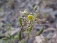 Cleome austroarabica