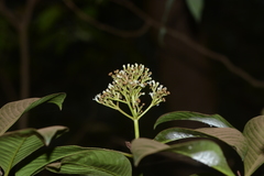 Psychotria truncata
