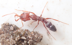 Anochetus levaillanti