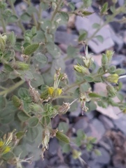 Cleome austroarabica