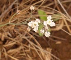 Eriospermum ornithogaloides