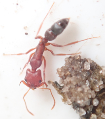 Anochetus levaillanti