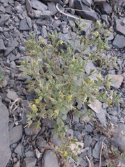 Cleome austroarabica