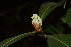Psychotria truncata