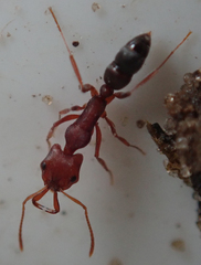Anochetus levaillanti