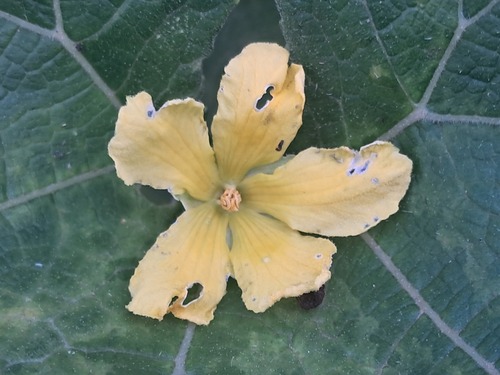 Bitter Melon