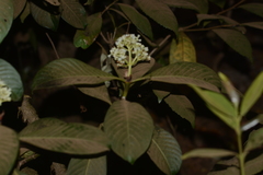 Psychotria truncata