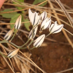 Eriospermum ornithogaloides
