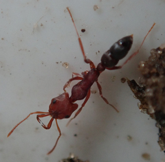 Anochetus levaillanti