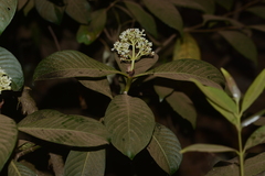 Psychotria truncata