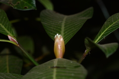 Psychotria truncata