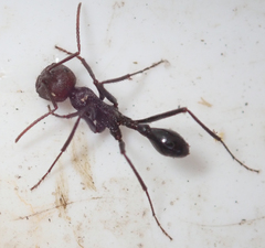 Ocymyrmex sphinx