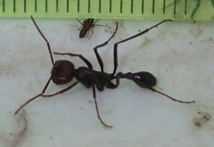 Ocymyrmex sphinx