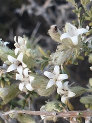 Plocama aucheri