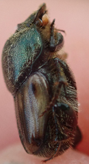 Kurtops quadraticeps