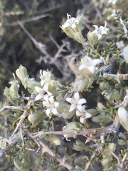 Plocama aucheri