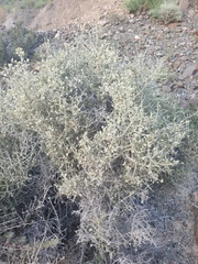 Plocama aucheri