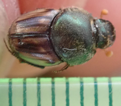 Kurtops quadraticeps