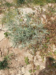 Zilla spinosa