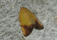 Xanthodes albago