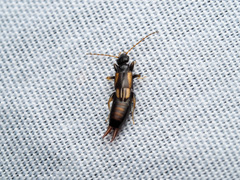 Spongiphoridae