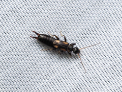 Spongiphoridae