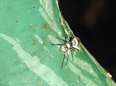 Polyrhachis wolfi