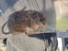 Acomys dimidiatus