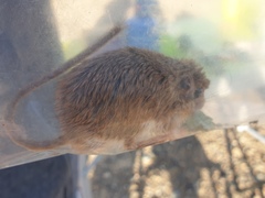 Acomys dimidiatus
