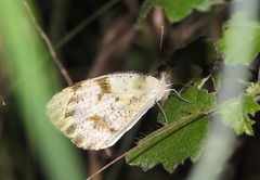 Colotis aurora