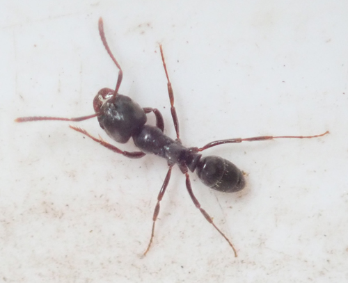 Photo of Samsum Ant