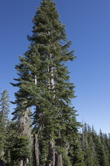 Abies magnifica