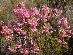 Erica lateralis