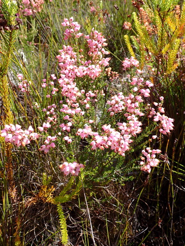 Erica lateralis, photograph 1
