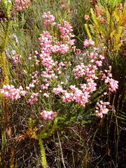 Erica lateralis, photograph (c) Ren Hoekstra, some rights reserved (CC BY)